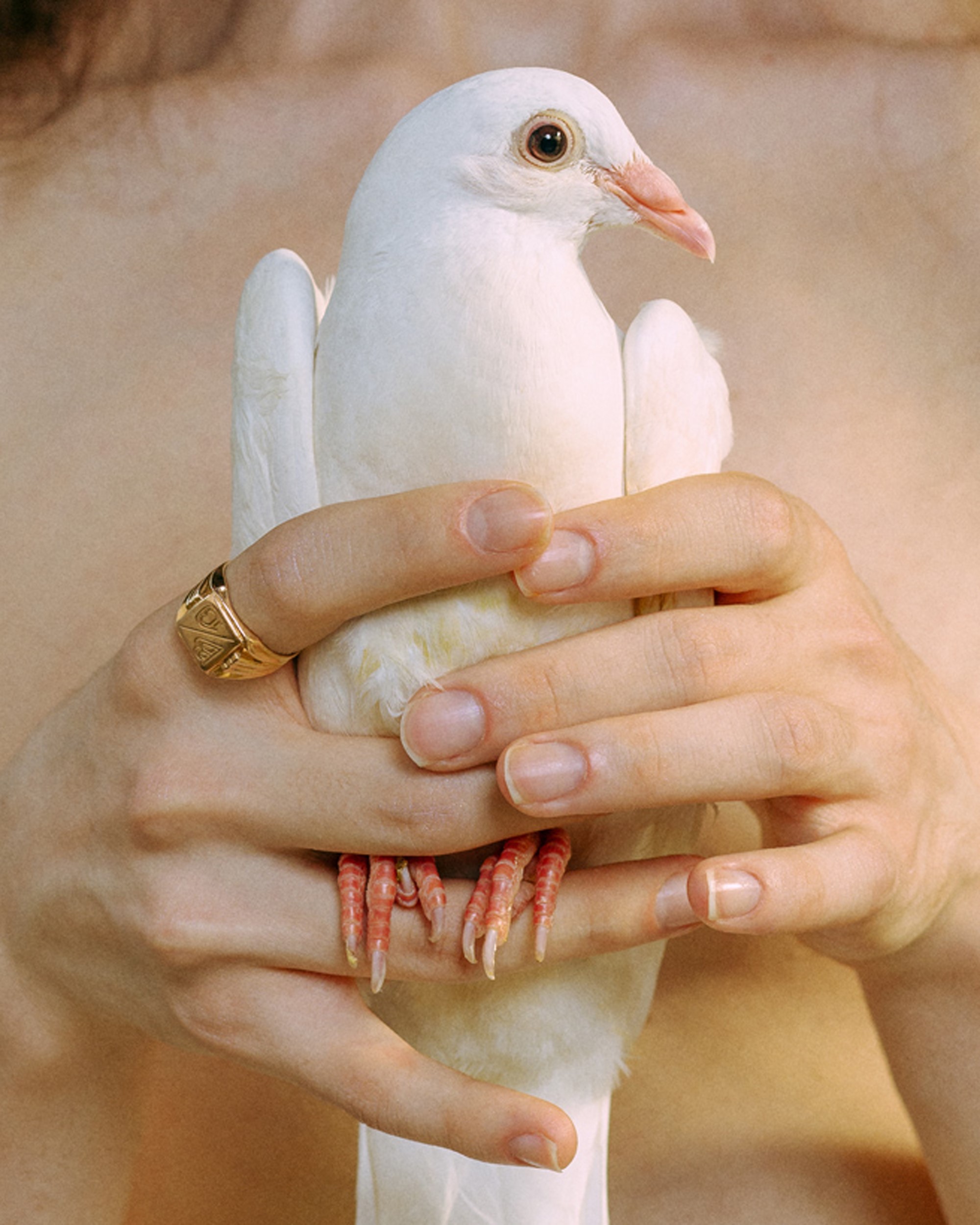 Ornella Mercier - Asebeia, Moult II (italia)