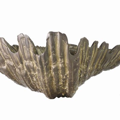Tridacna