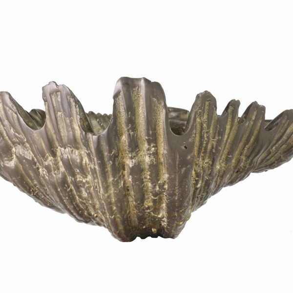 Tridacna Shell