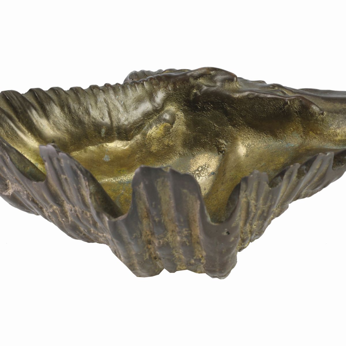 Tridacna