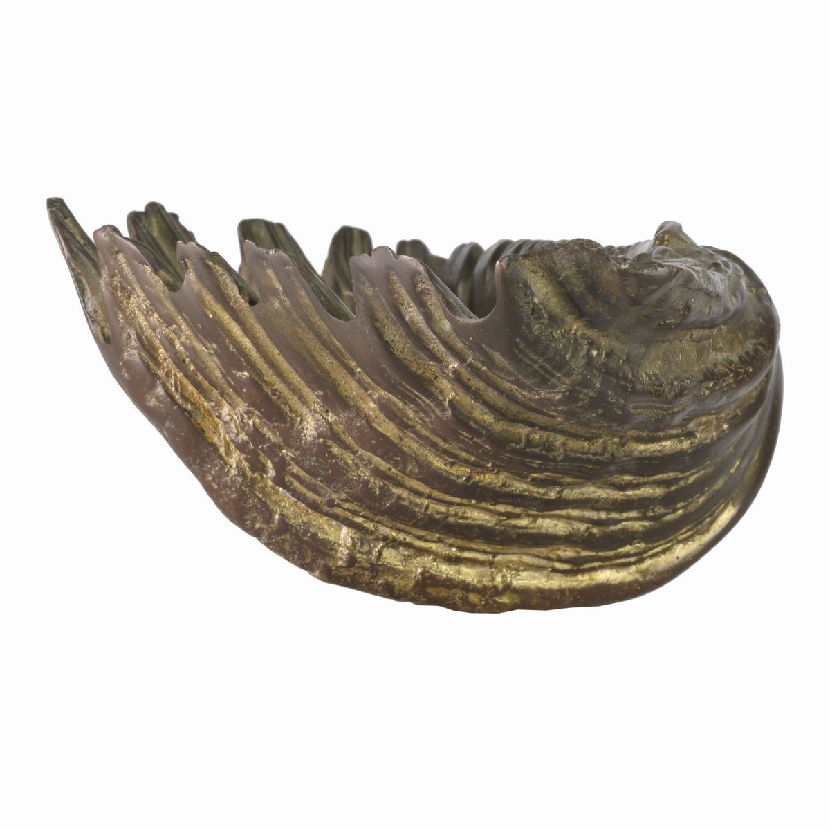 Tridacna
