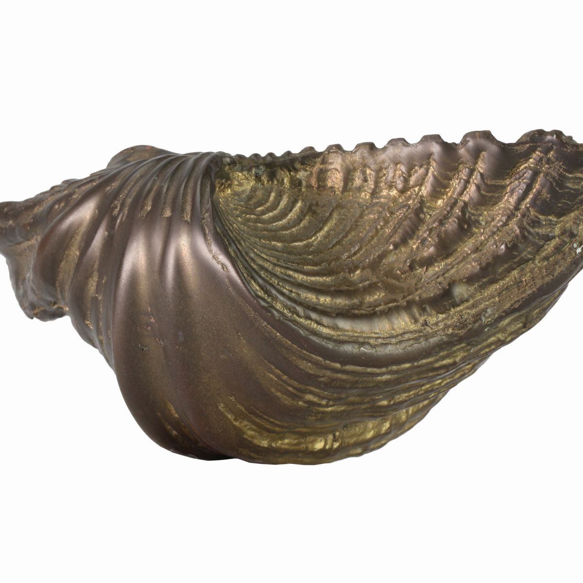 Tridacna