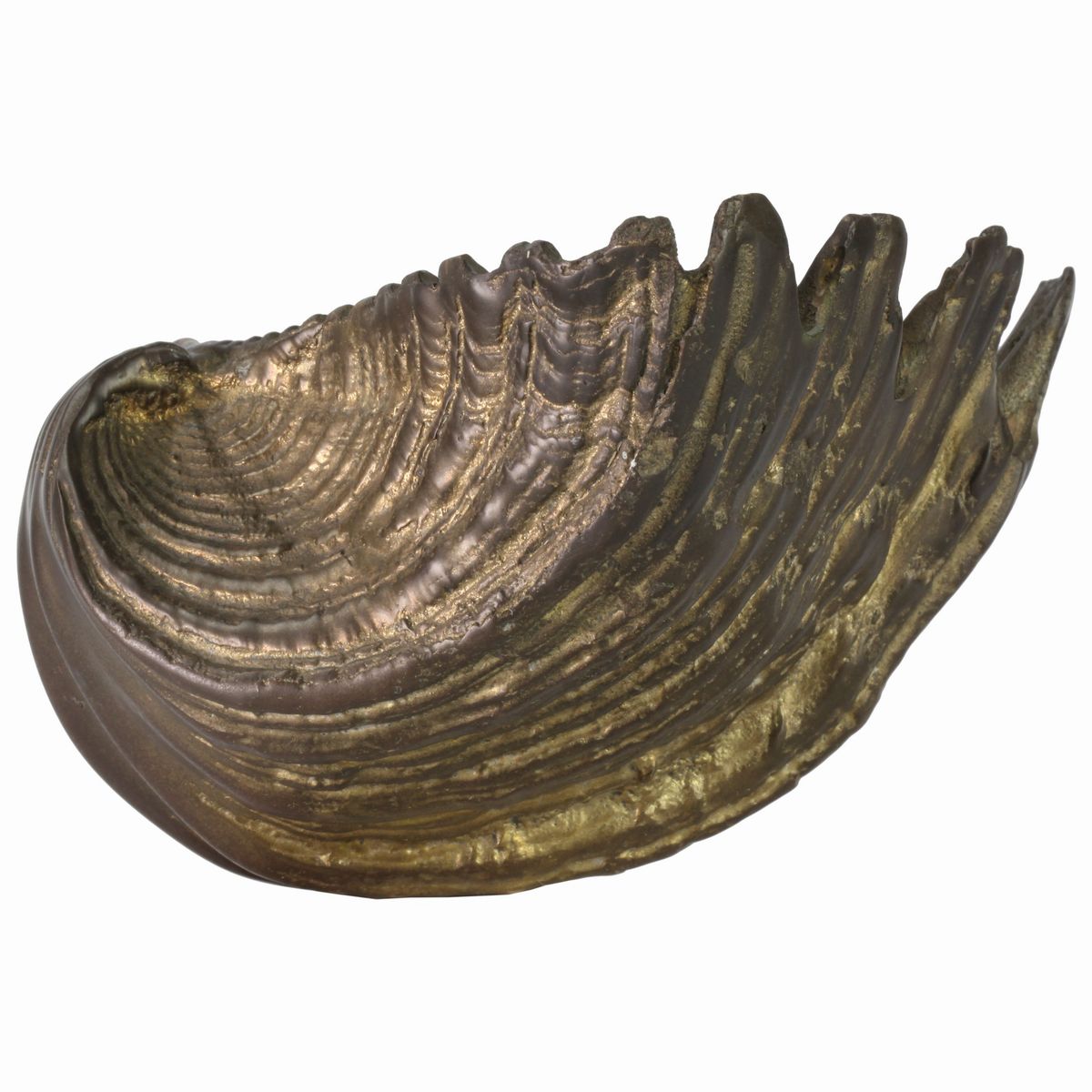 Tridacna