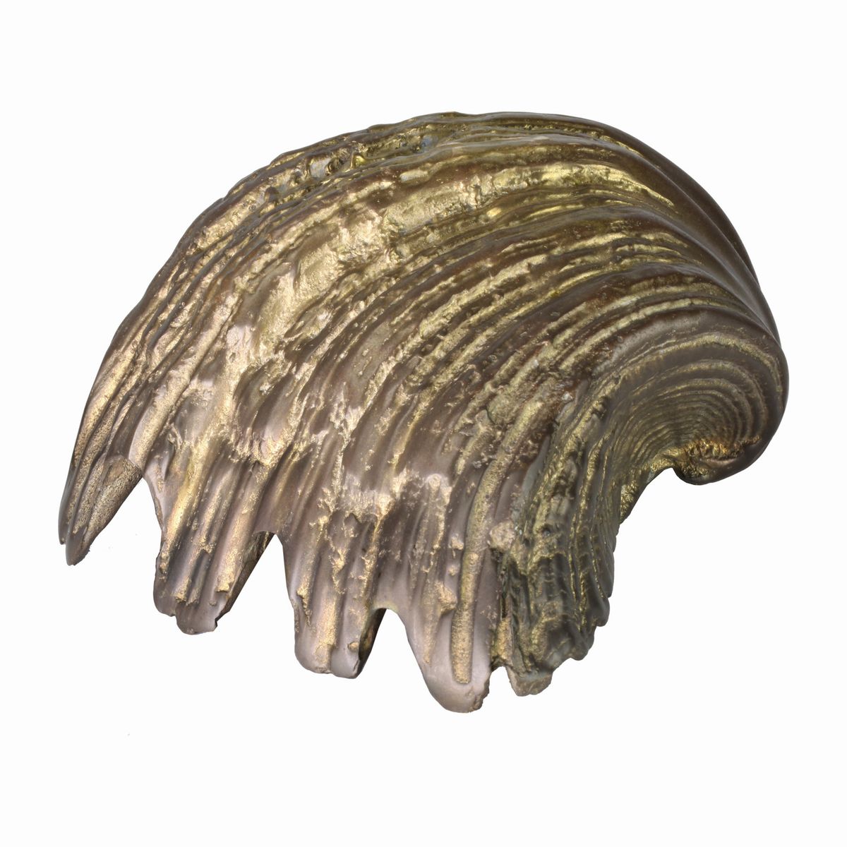 Tridacna
