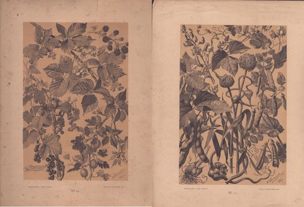 Willibald Schulmeister - Due litografie floreali