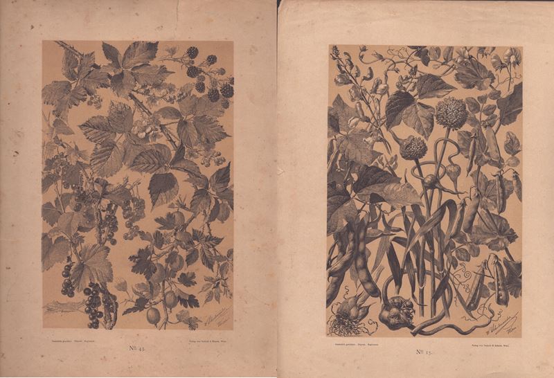 Willibald Schulmeister - Due Litografie Floreali