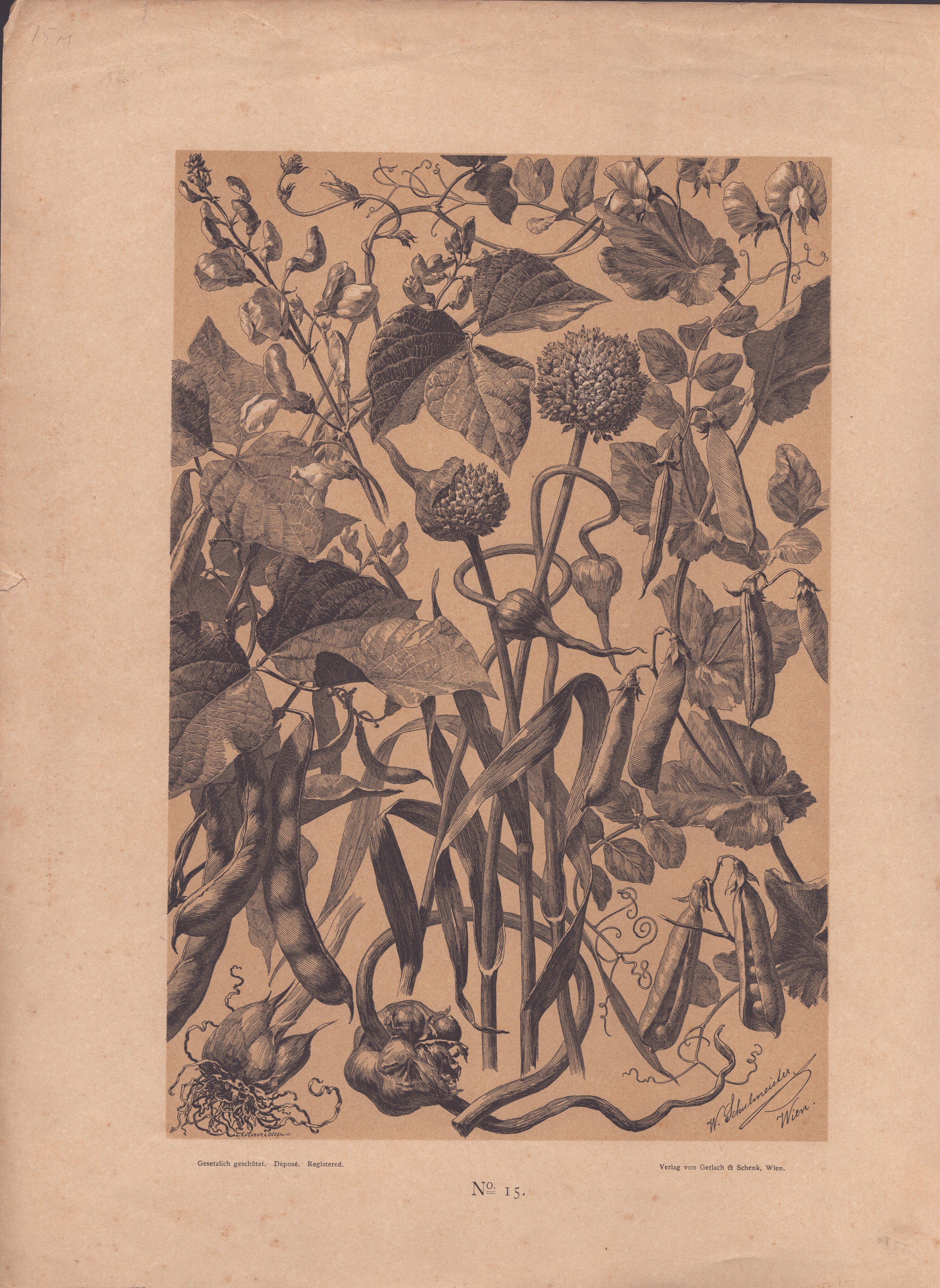 Willibald Schulmeister - Due Litografie Floreali