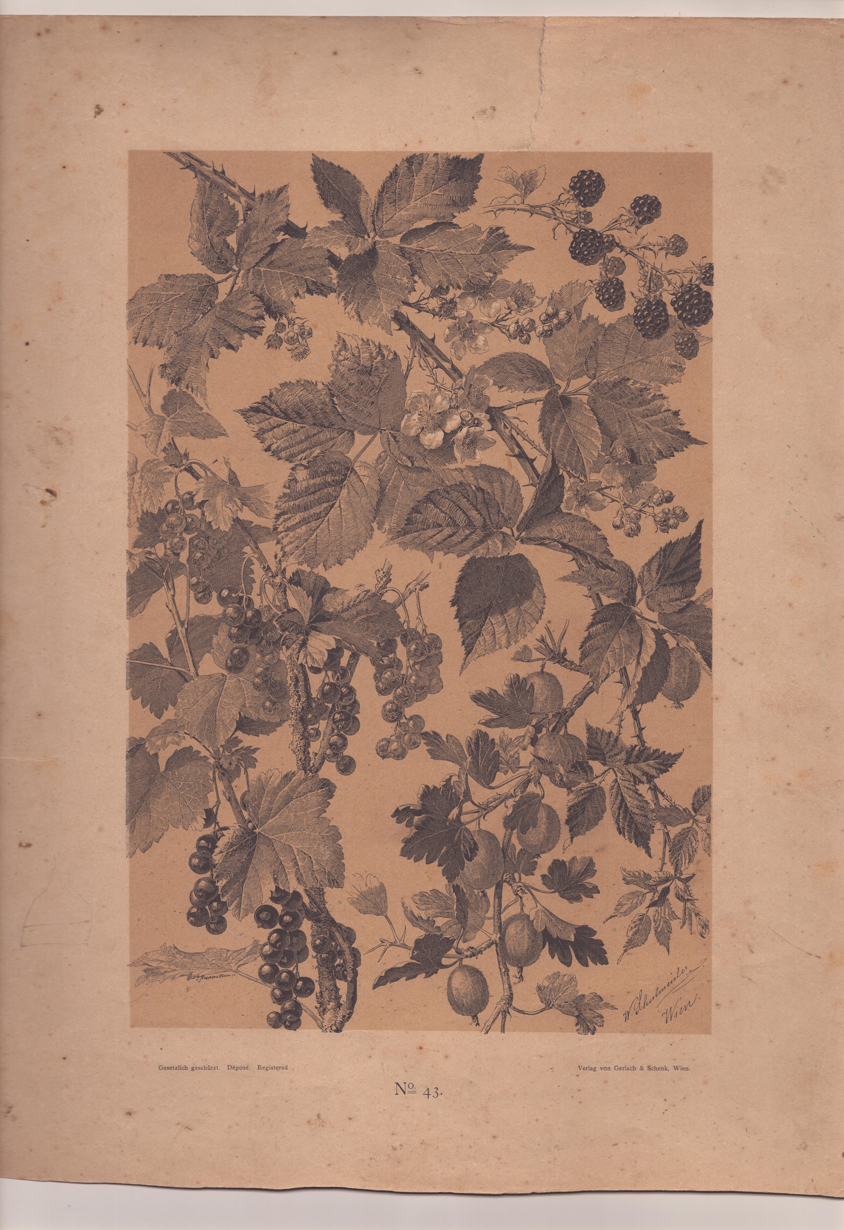 Willibald Schulmeister - Due Litografie Floreali