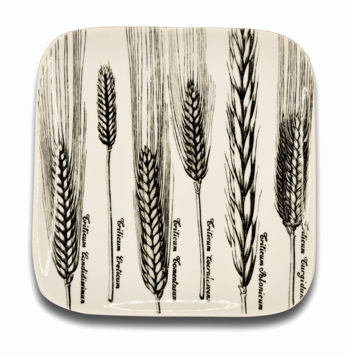 Piero Fornasetti Milano, 1913 - 1988 - Sei Piatti "serie Spikes" di Piero Fornasetti