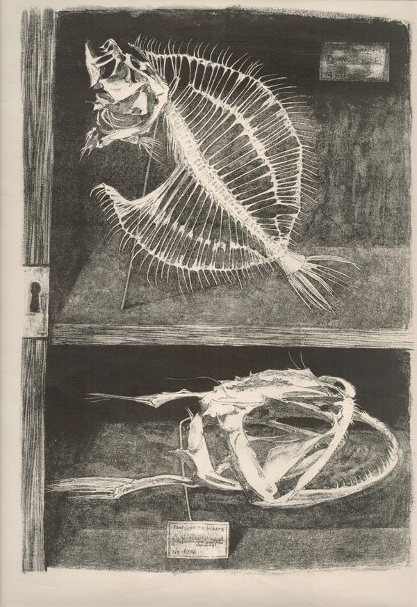 Fish skeletons  - Auction Old Master and Modern Prints, Matrices, Maps, Photography - Bertolami Fine Art - Casa d'Aste