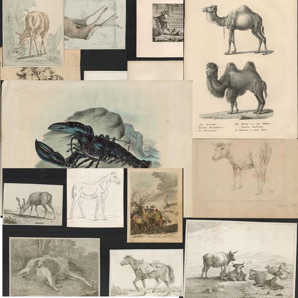Lot of 22 prints depicting animals