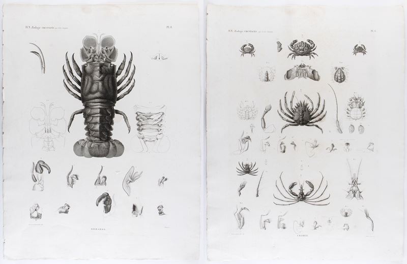 Homards | Crabes