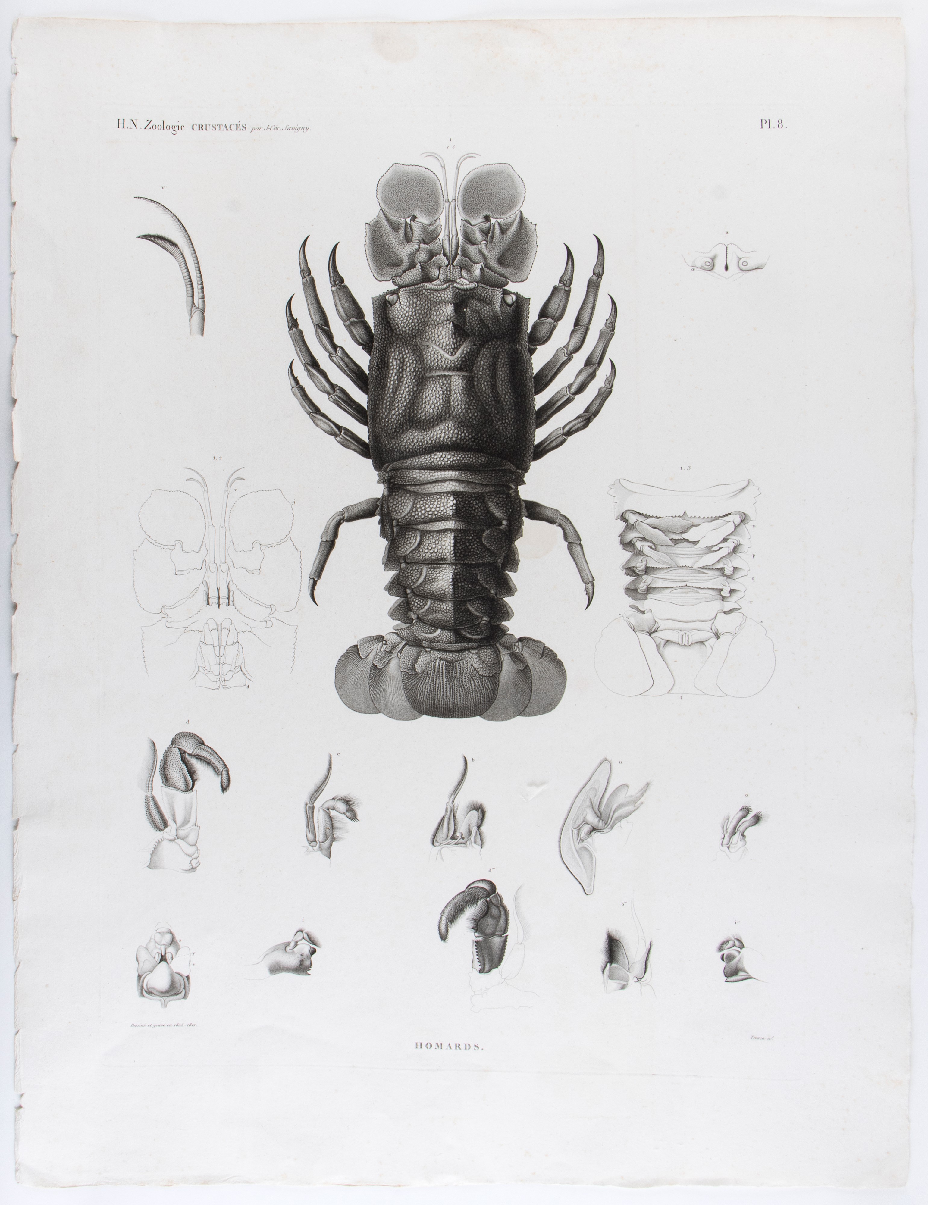 Homards | Crabes