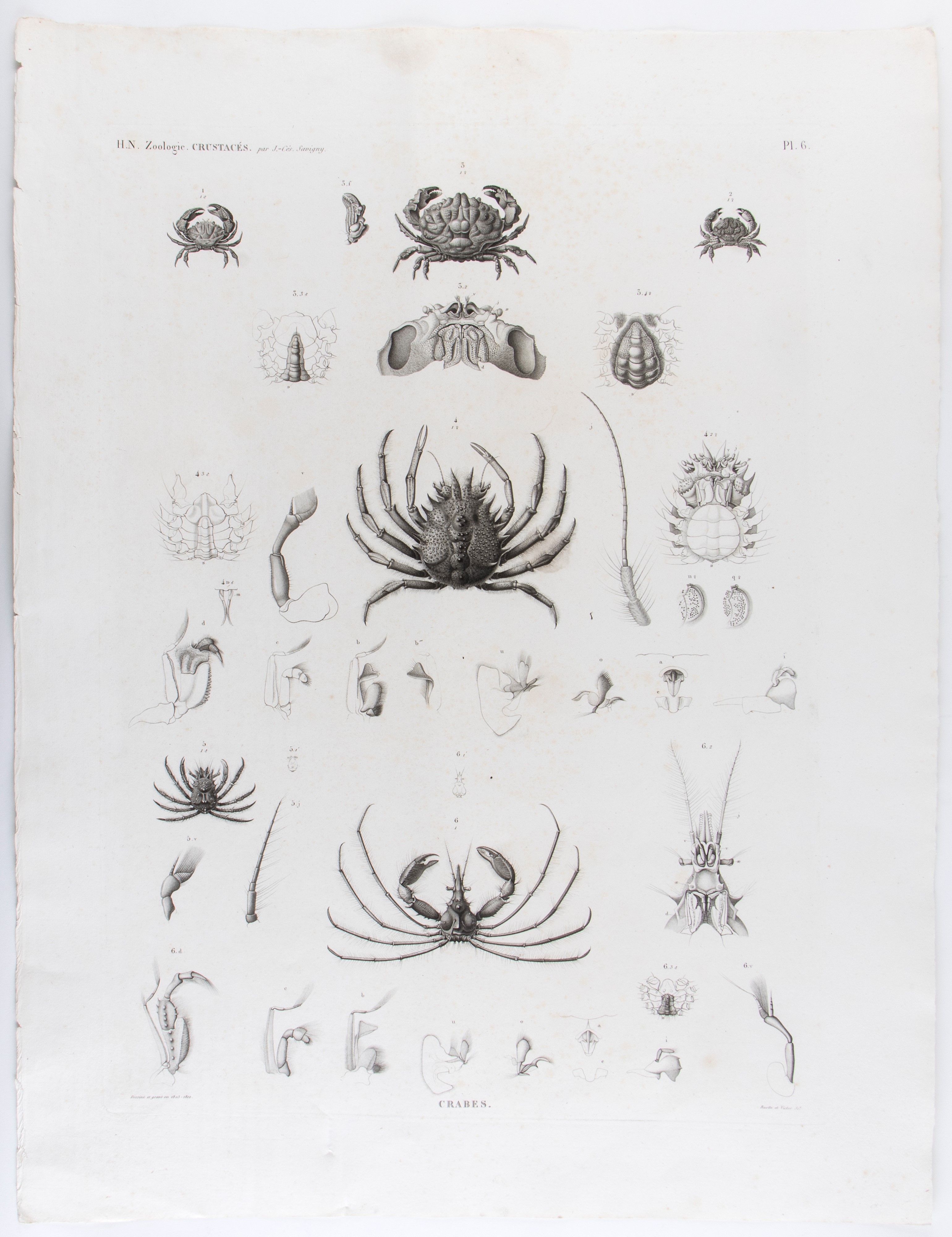Homards | Crabes