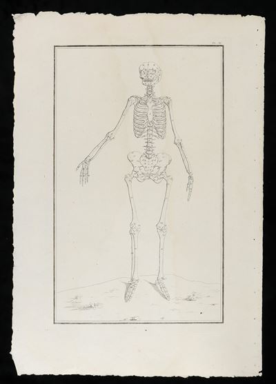 Scheletro Femminile da "traité D'ostéologie... Par M. Sue"