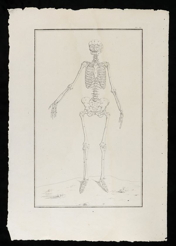 Female skeleton from "Traité d'ostéologie... Par M. Sue"