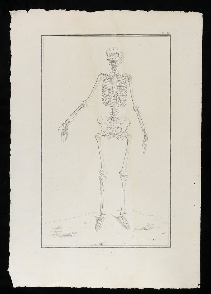 Scheletro Femminile da "traité D'ostéologie... Par M. Sue"