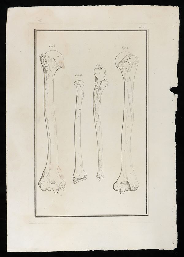 L'osso del braccio e quelli dell'avambraccio da "Traité d'ostéologie... Par M. Sue"