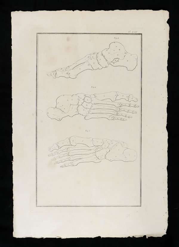 Foot bones from "Traité d'ostéologie... Par M. Sue"