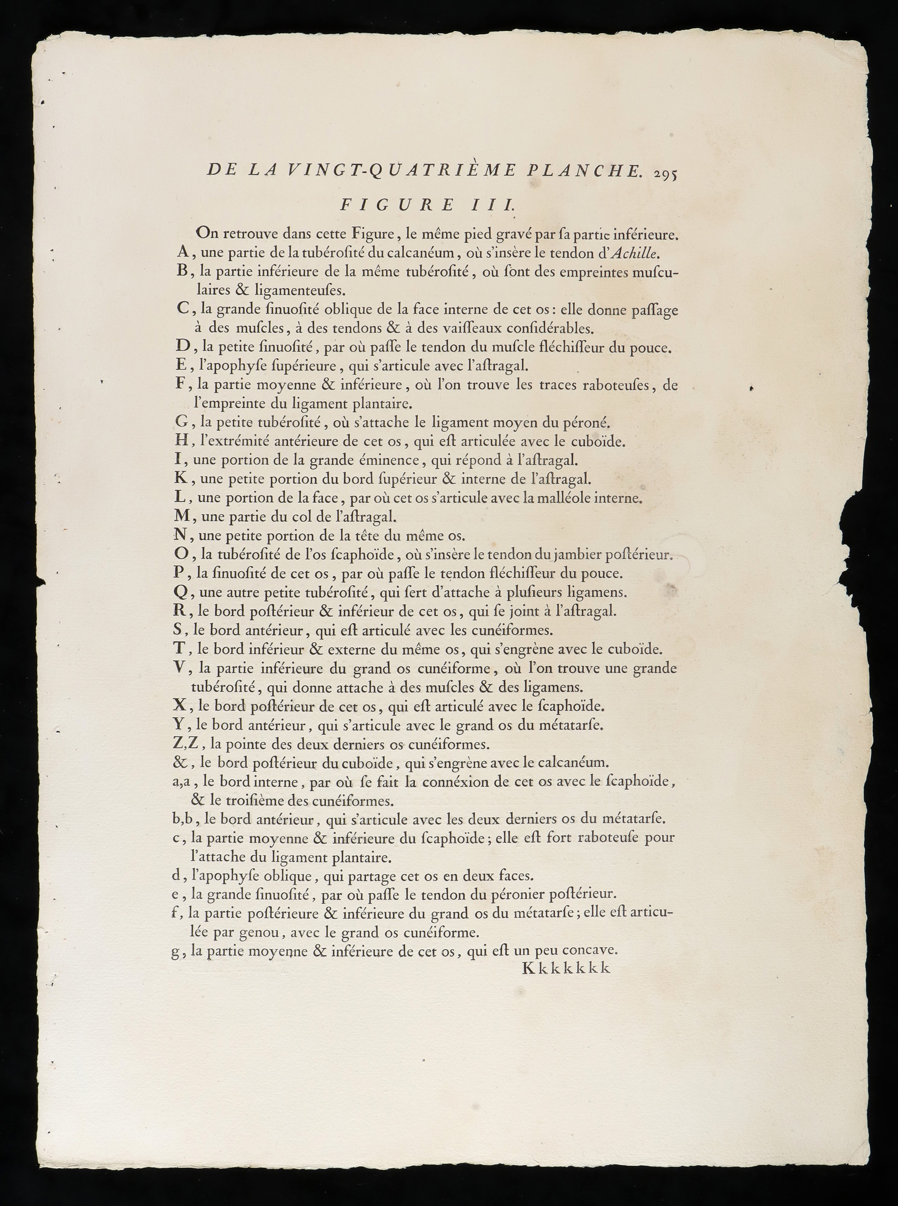 Ossa del Piede da ""traité D'ostéologie... Par M. Sue"