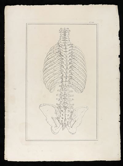 Ossa del Tronco da "traité D'ostéologie... Par M. Sue"