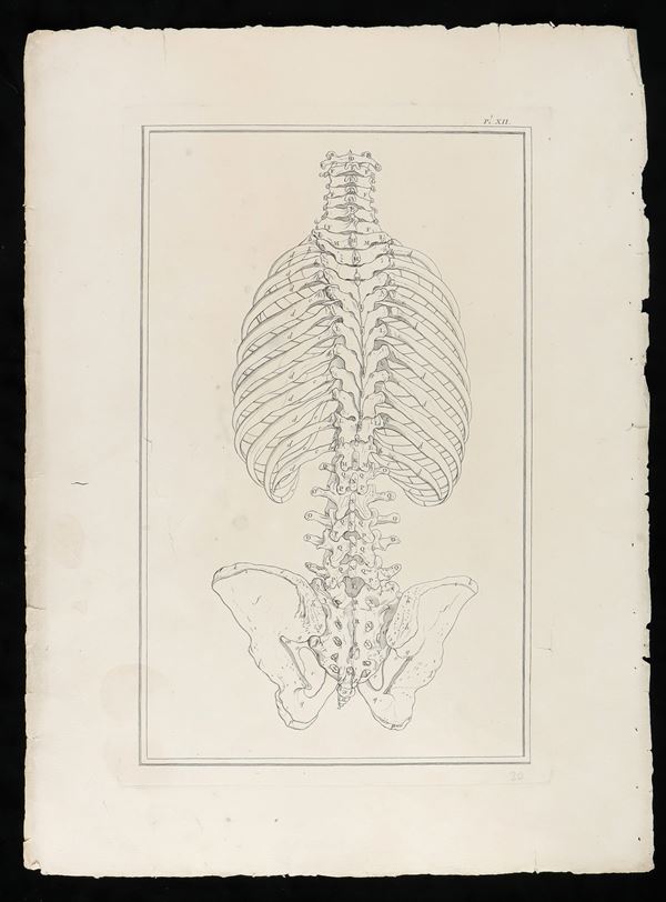 Trunk bones from "Traité d'ostéologie... Par M. Sue"