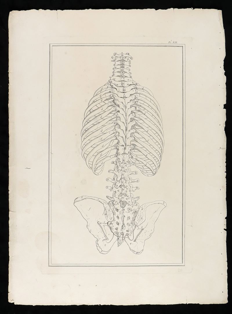 Ossa del Tronco da "traité D'ostéologie... Par M. Sue"