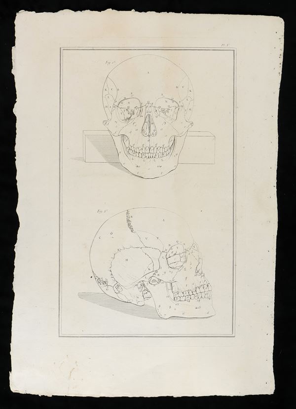 Two life-size skulls from ""Traité d'ostéologie... Par M. Sue"