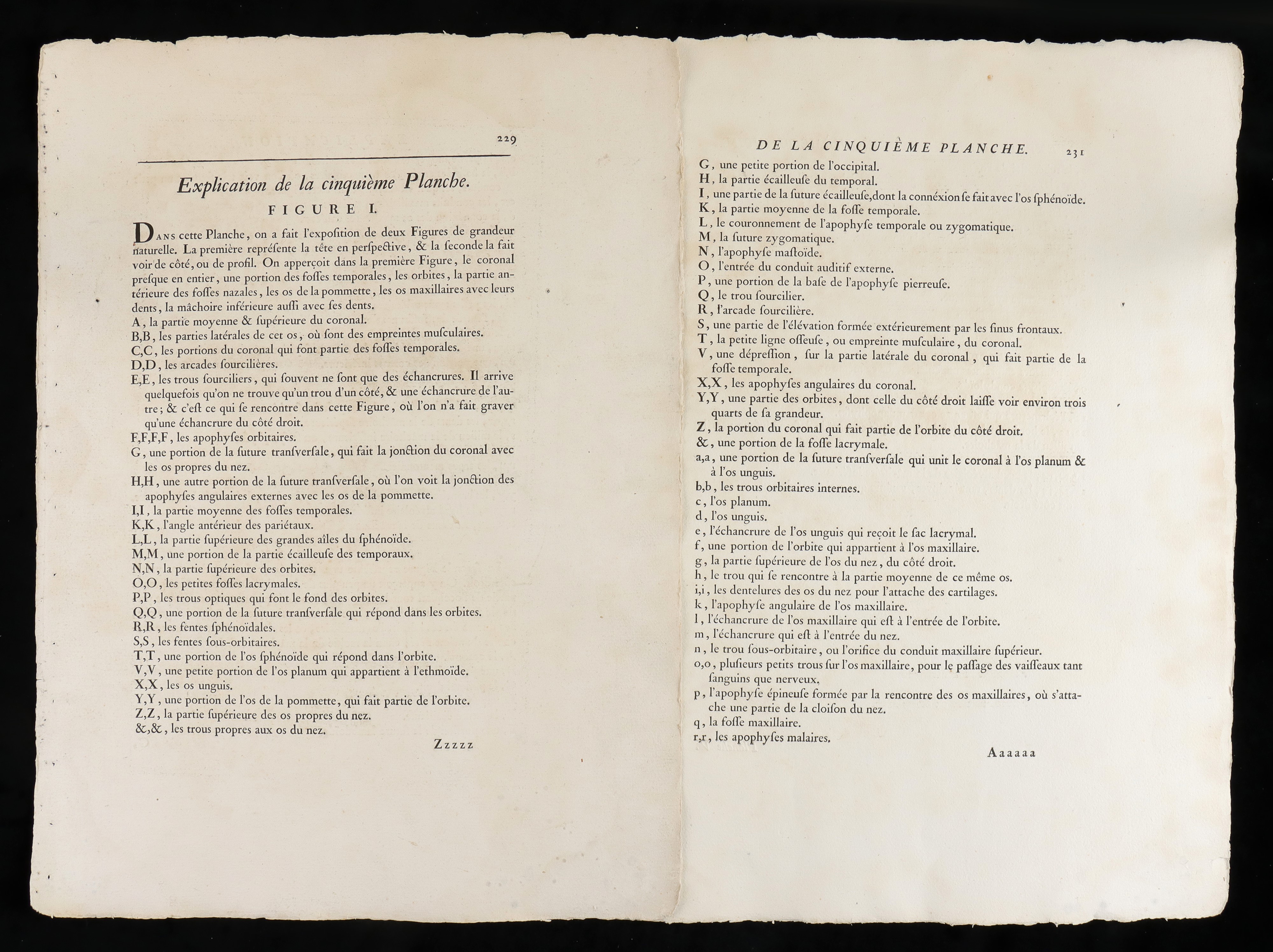 Due Teste a Grandezza Naturale da ""traité D'ostéologie... Par M. Sue"