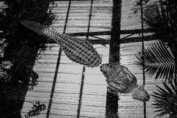 Eddie Cortesi : Alligator  - Carta fotografica baryta Canson 310 gr  - Asta Brand New - 21st Century Art - Bertolami Fine Art - Casa d'Aste