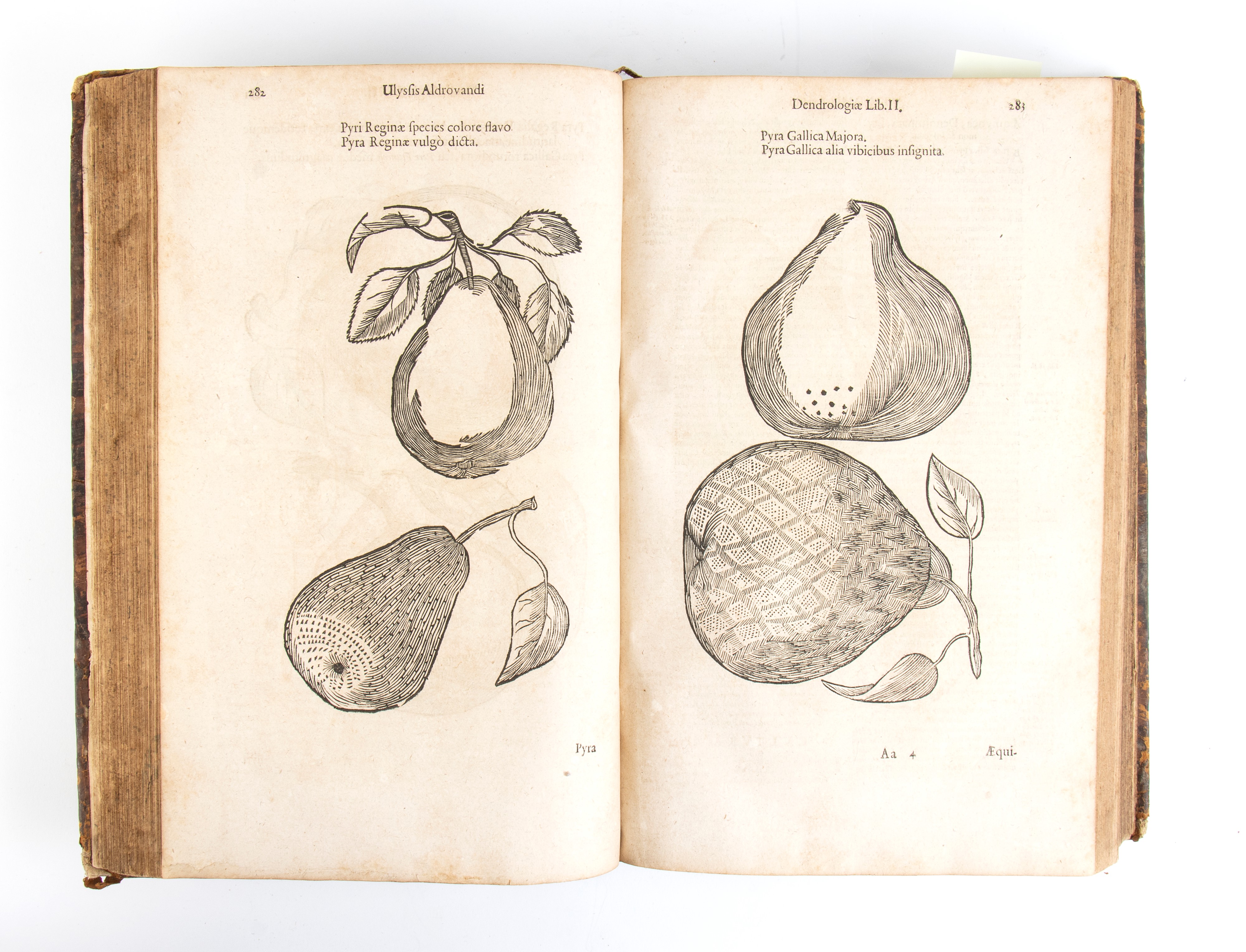 Ovidio Montalbano. Dendrologia Sive De Arboretum Libri II. Francoforte 1690