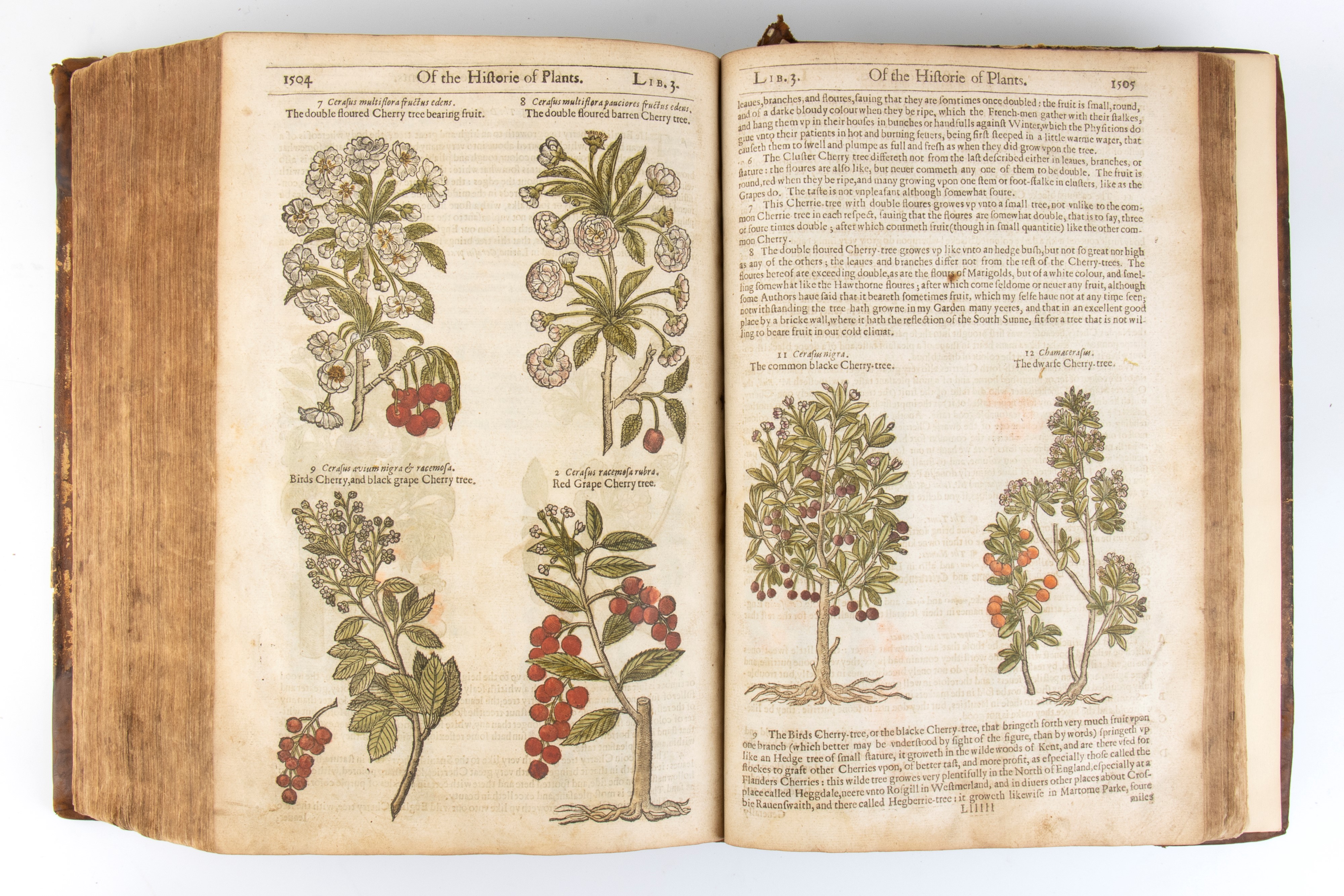 Gerard John. The Herball Or General Historie Of Plantes. London 1633