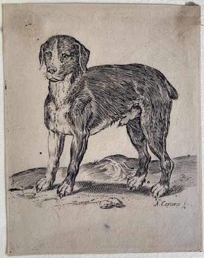 Un Cane in Piedi Rivolto a Sinistra. [ca.1582-85]