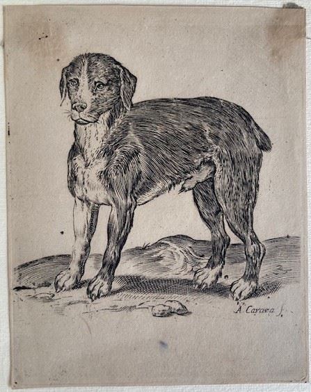 Agostino Carracci - Un cane in piedi rivolto a sinistra. [ca.1582-85]