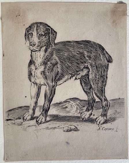 Agostino Carracci - Un Cane in Piedi Rivolto a Sinistra. [ca.1582-85]