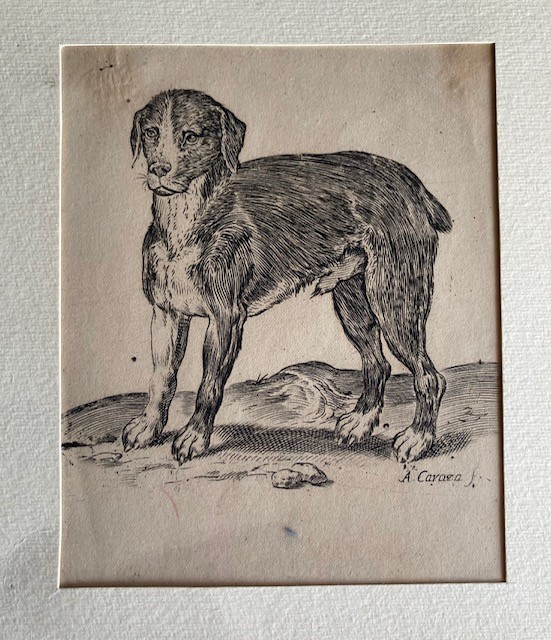 Agostino Carracci - Un Cane in Piedi Rivolto a Sinistra. [ca.1582-85]