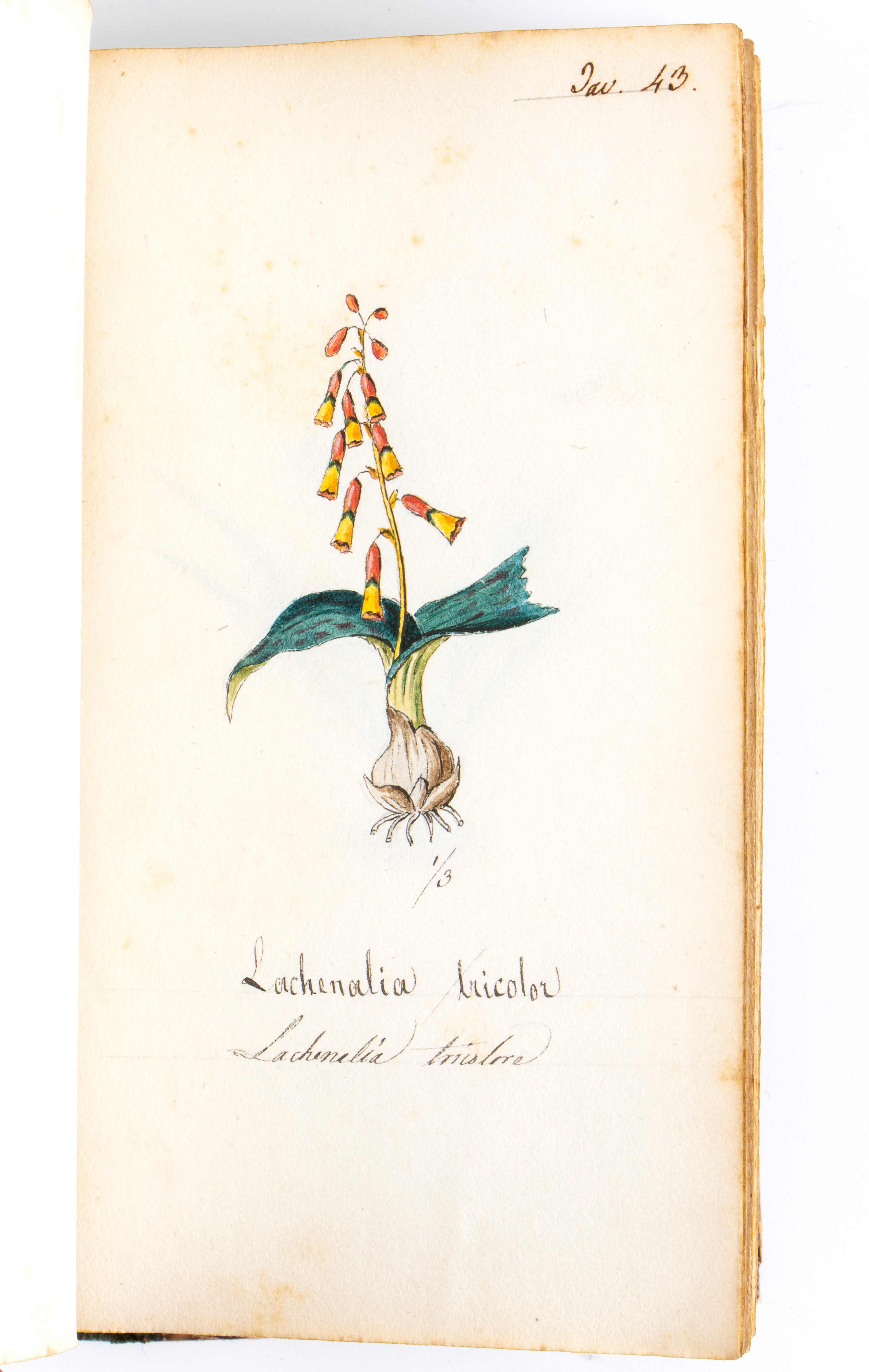 Atlante di Botanica