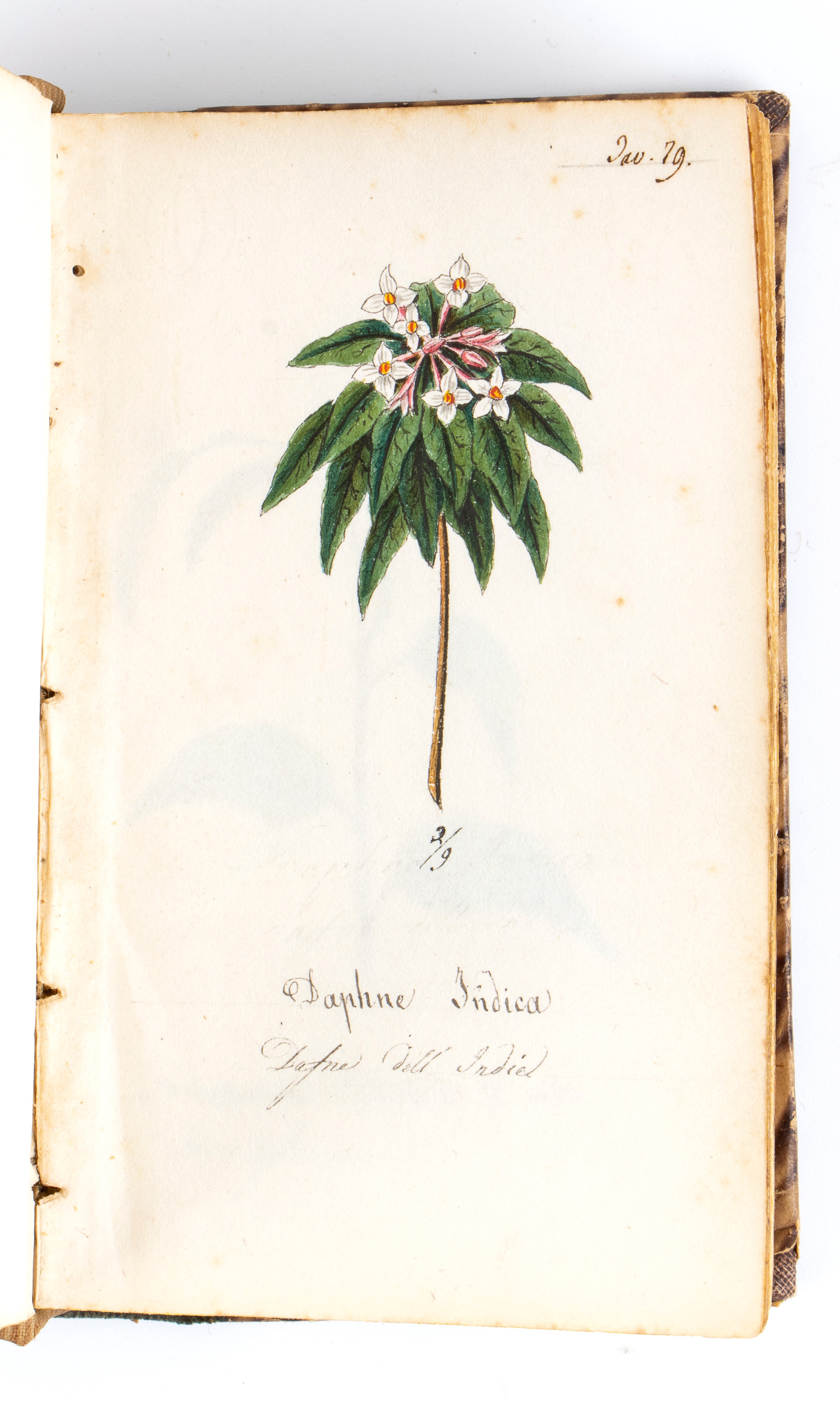 Atlante di Botanica