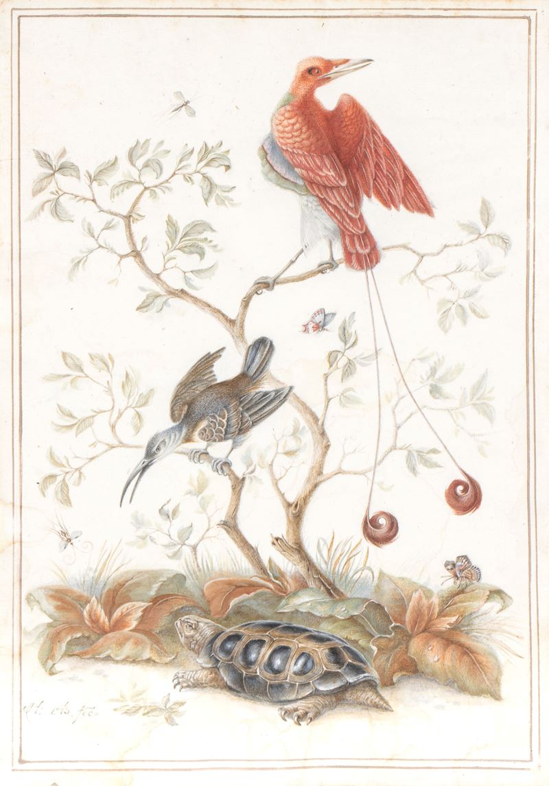 Herman Henstenburgh - Natura Viva con Uccelli e Tartaruga