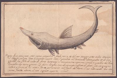 Figura di un Pesce Raro Preso Mezzo Istupidito Fralle Retti a 14 del Corr. Maggio 1795 nella Mari...