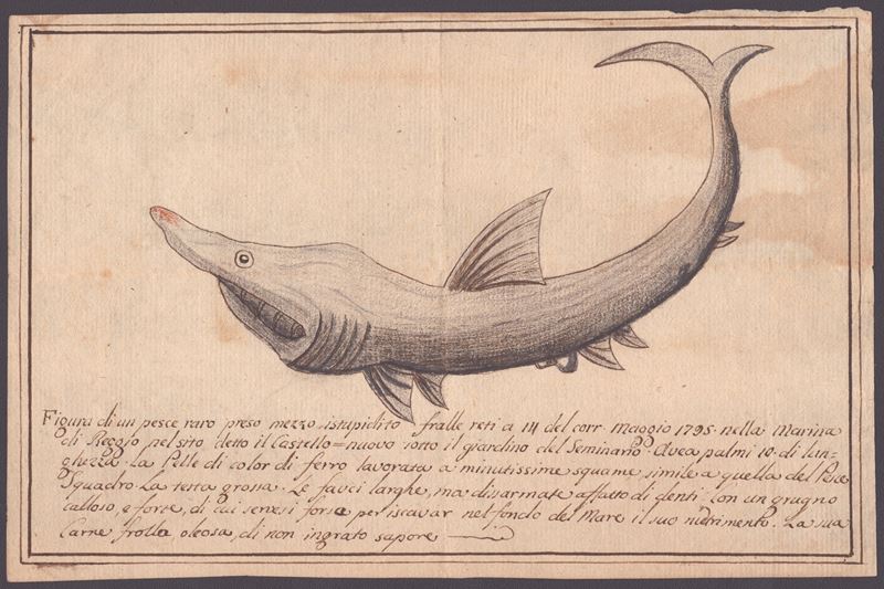 Figura di un Pesce Raro Preso Mezzo Istupidito Fralle Retti a 14 del Corr. Maggio 1795 nella Mari...