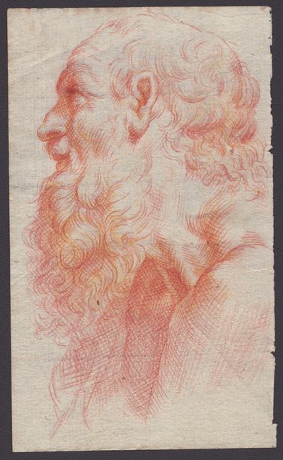 Testa di Anziano Barbuto