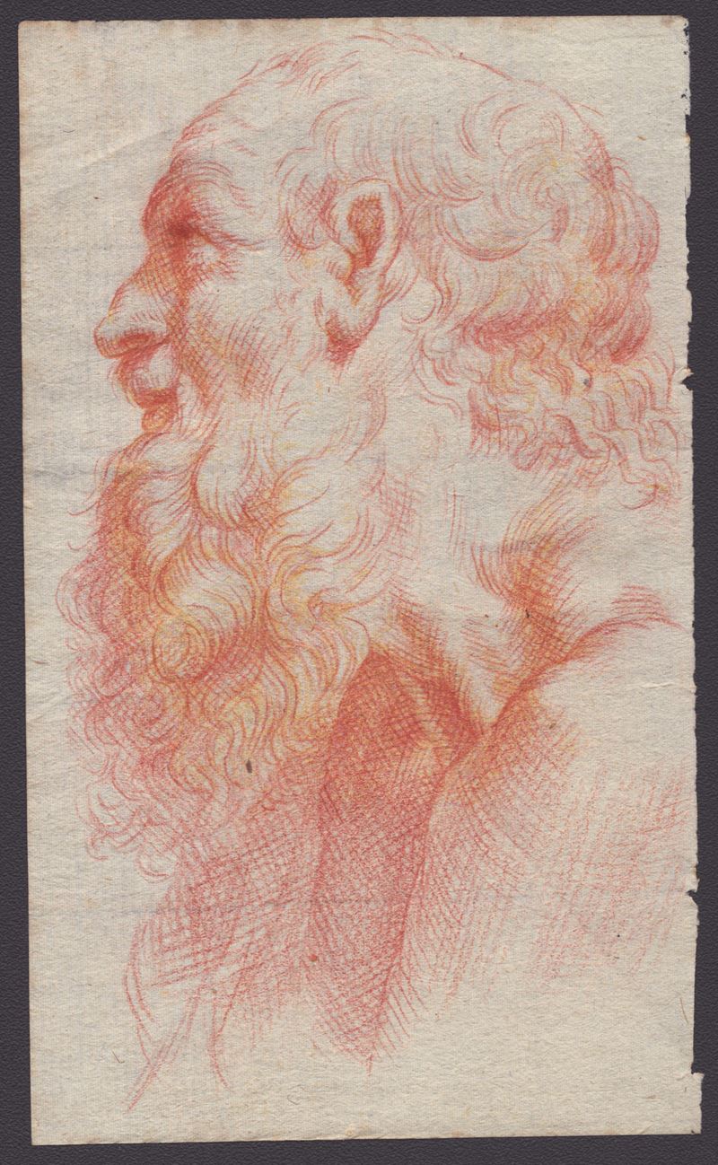 Testa di Anziano Barbuto