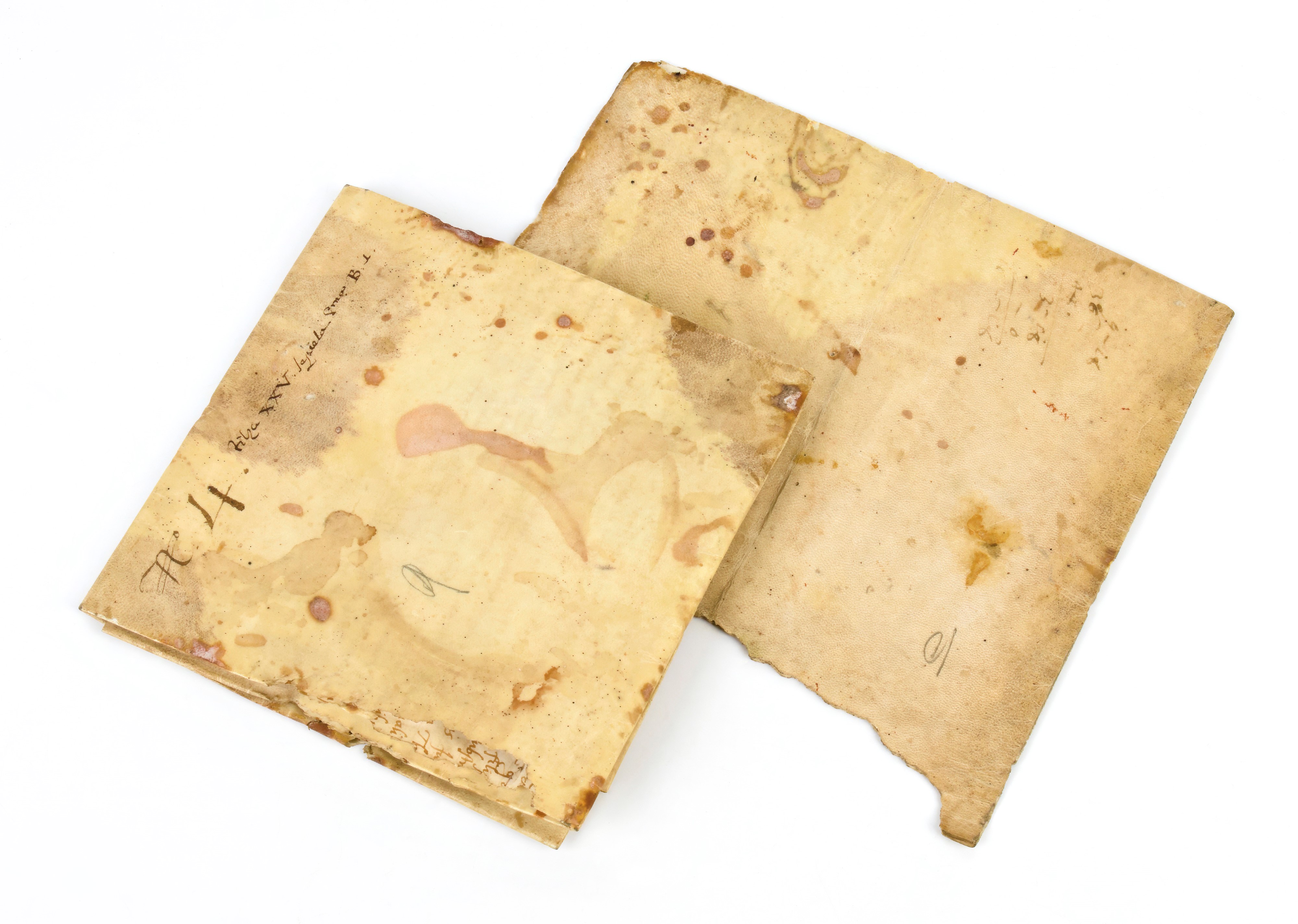 Alfonso II d'Este Pergamena Manoscritta + Frammento