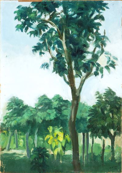 Paesaggio Alberato