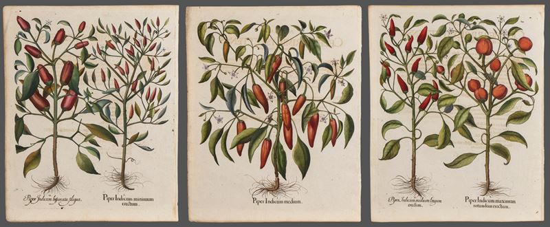 Basilius Besler - Piper Indicum Minimum Erectum | Piper Indicum Medium | Piper Indicum Maximum Ro...