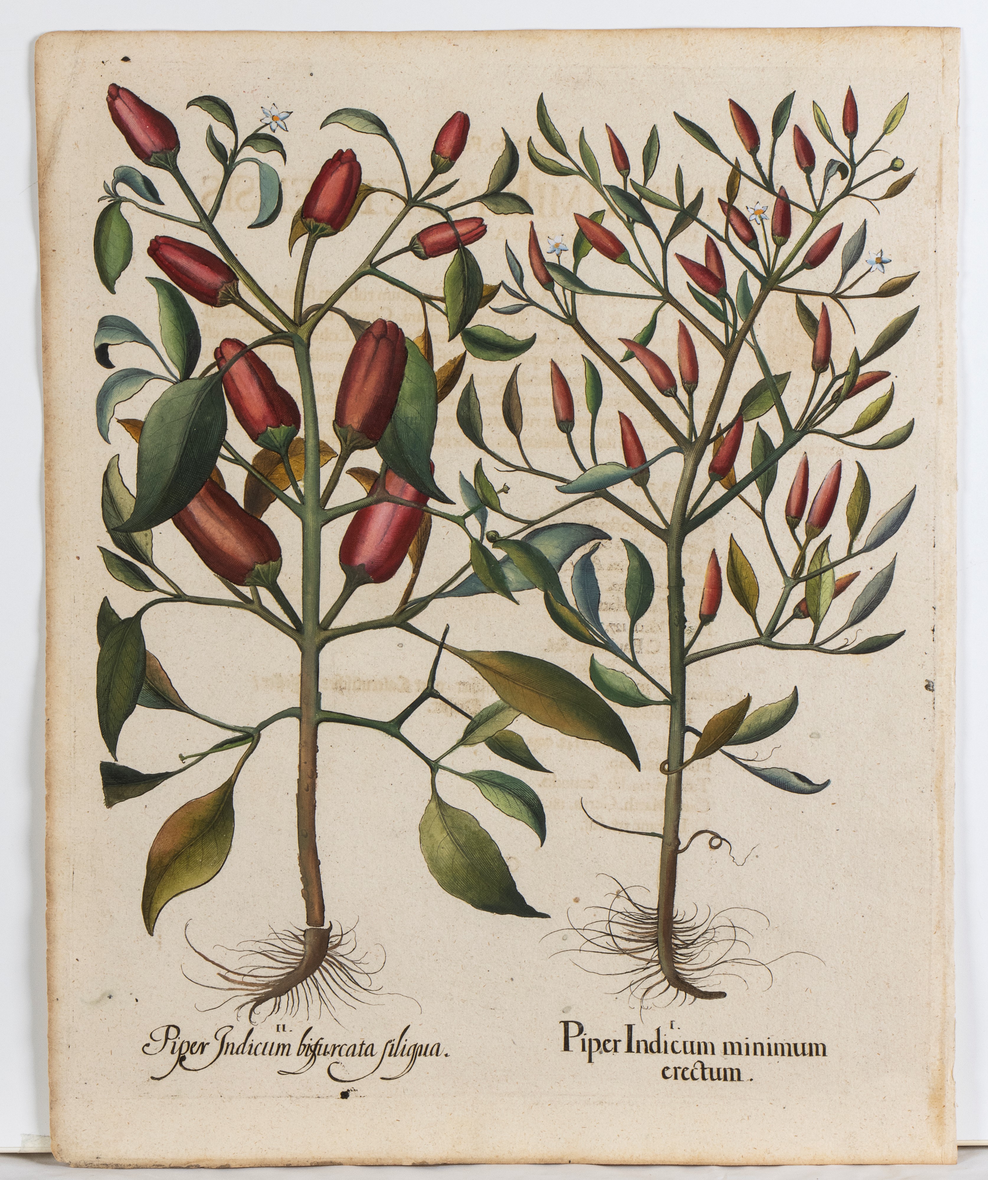 Basilius Besler - Piper Indicum Minimum Erectum | Piper Indicum Medium | Piper Indicum Maximum Ro...