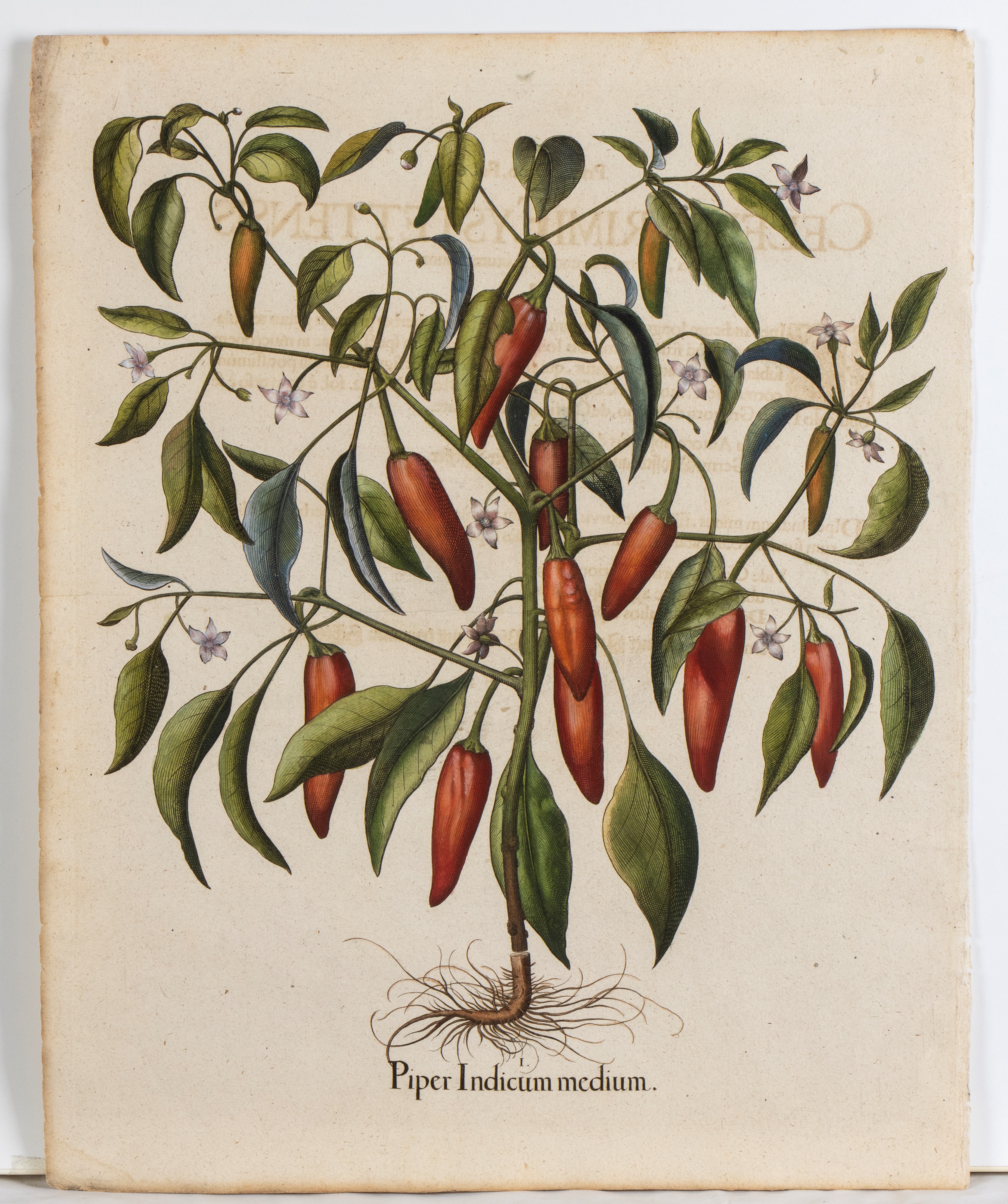 Basilius Besler - Piper Indicum Minimum Erectum | Piper Indicum Medium | Piper Indicum Maximum Ro...