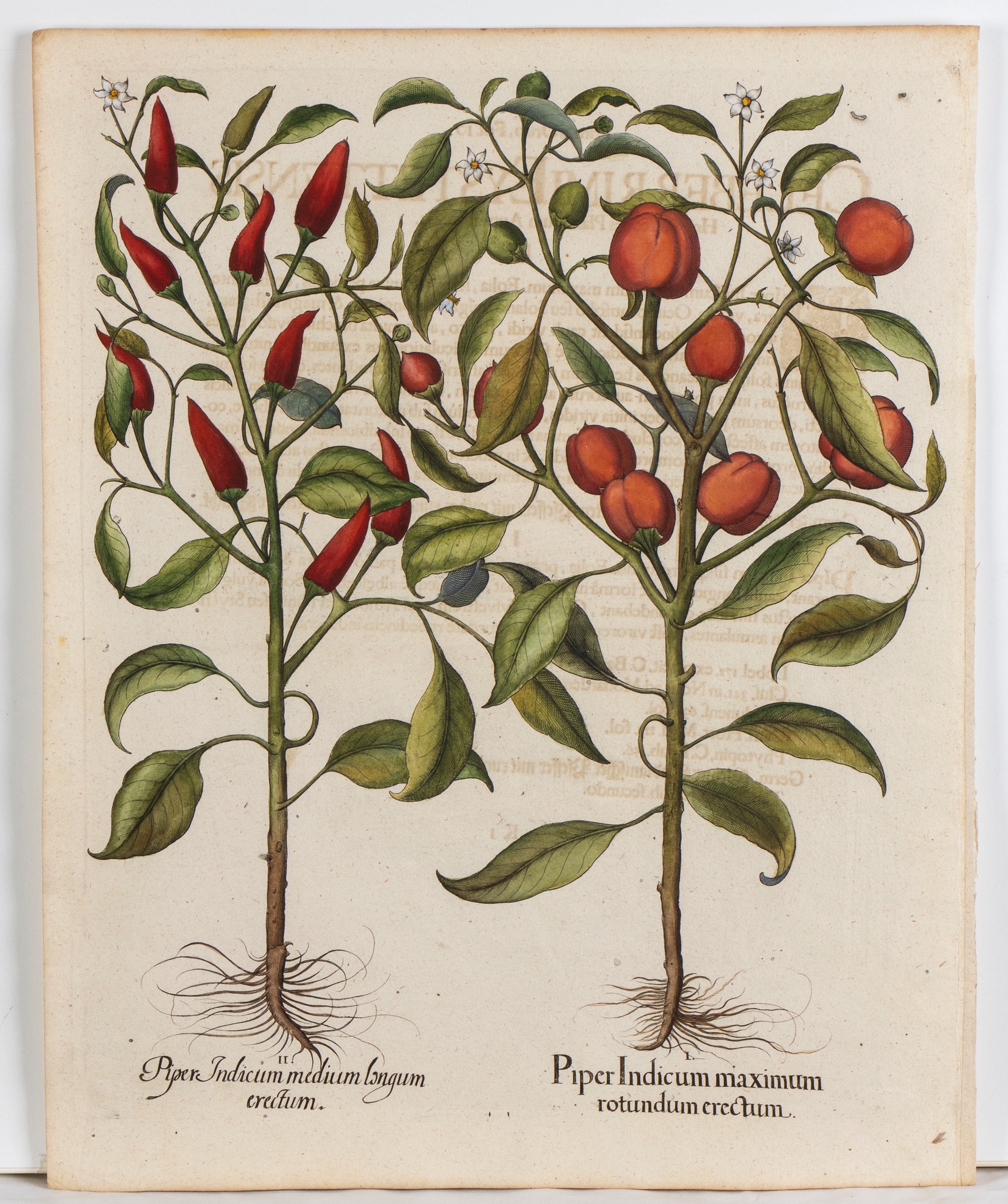 Basilius Besler - Piper Indicum Minimum Erectum | Piper Indicum Medium | Piper Indicum Maximum Ro...