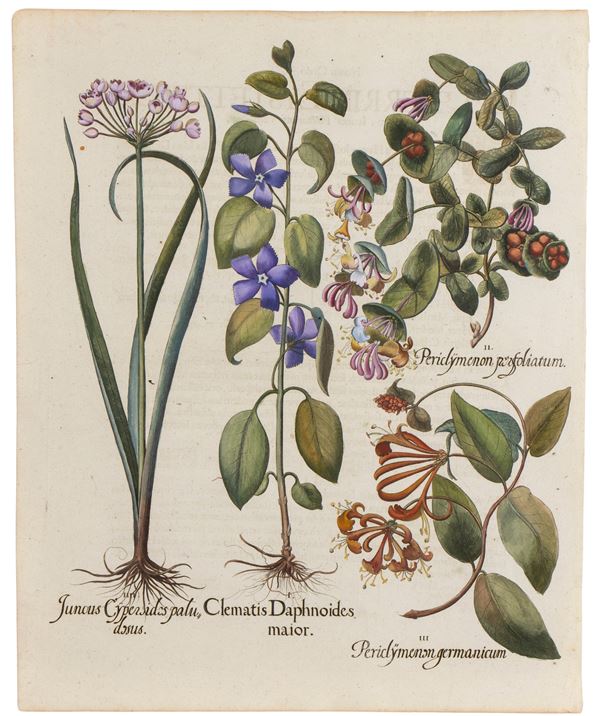 Basilius Besler - Juncus, Clematis, Periclymenum